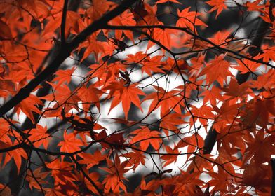 Autumn Maple Leaves