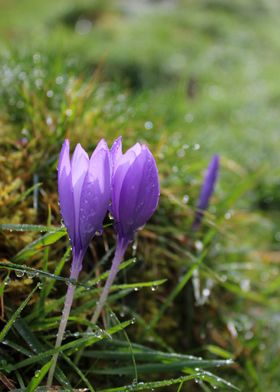 Crocus Safran