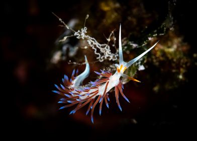 Nudibranch Underwater