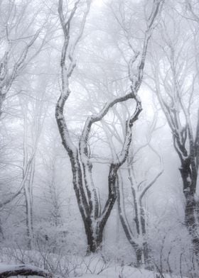 Snowy Forest