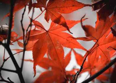 Red Maple Leaves