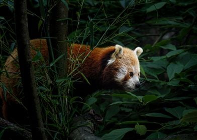 Red Panda in Lush Foliage