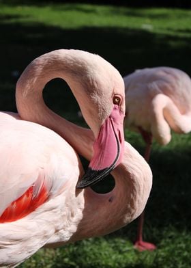 Flamand Rose