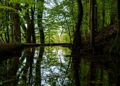 Forest Pond Reflection