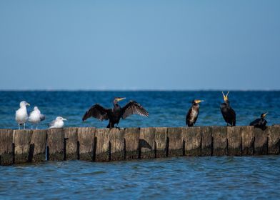 Seabirds on a Wooden Breakwater