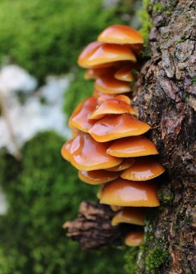 Champignons Enoki sur leur tronc