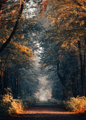 Autumn Forest Path