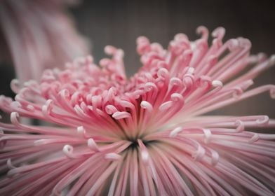 Pink Chrysanthemum Close-Up