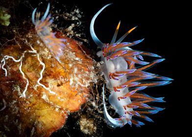 Nudibranch on Coral