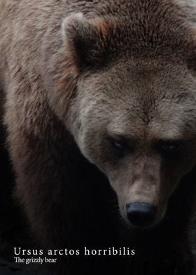 Grizzly Bear Close-Up