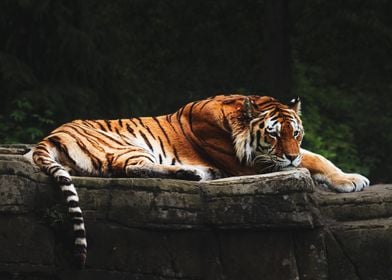 Tiger Resting on Rock