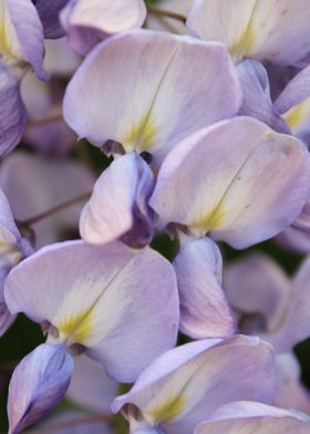 Fleurs de Wisteria