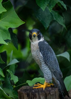 Peregrine Falcon Portrait