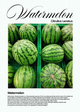 Watermelon Fruit