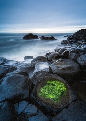 Seaweed on Black Rocks