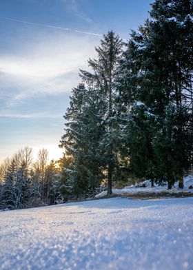 Snowy Forest Sunset