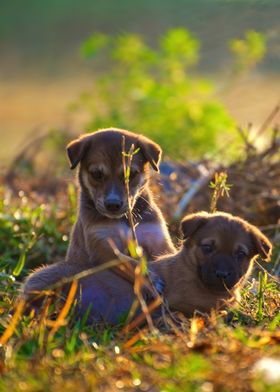 Two Brown Puppies in Grass