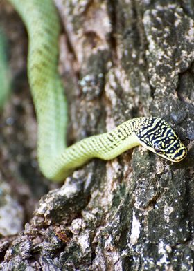 Golden Tree Snake on Bark