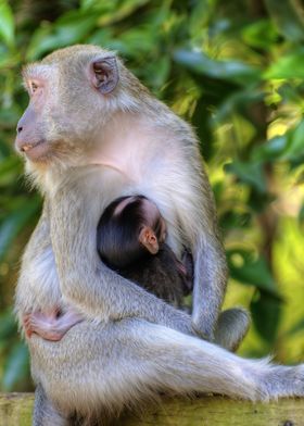 Mother Monkey Nursing Baby