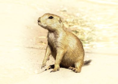 Prairie Dog 