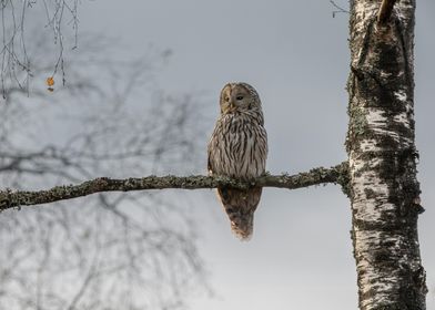 owl in winter christmas