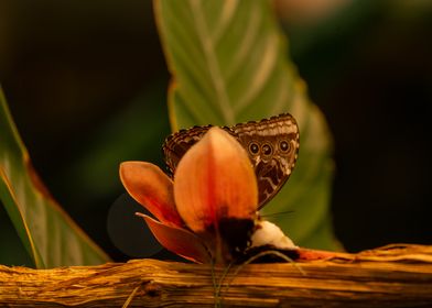 Butterfly on Flower