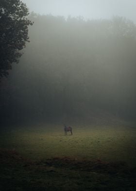 Horse in Foggy Field