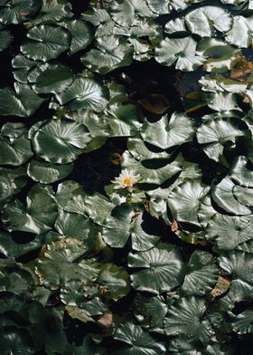 Water Lily in Pond