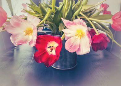 Pink and Red Tulips