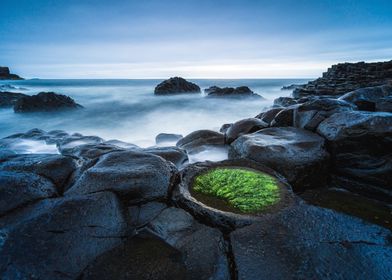 Seaweed on Rocks