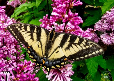 Butterfly on Lilac Flowers