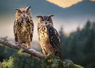 Two Owls on a Branch