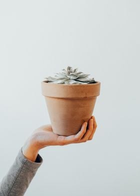 Succulent in Terracotta Pot