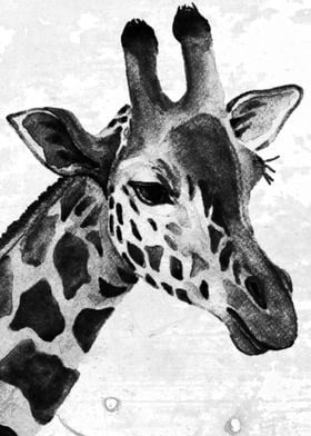 Giraffe Portrait