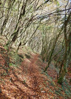 Forest Path in Autumn