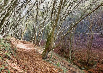 Forest Path in Autumn