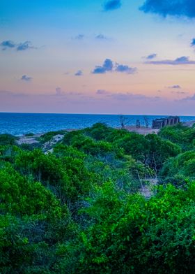 Ocean Sunset Over Lush Greenery