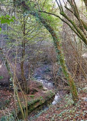 Forest Stream