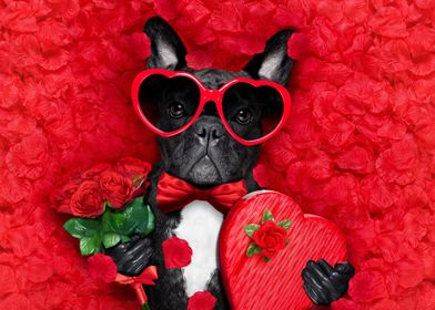 French Bulldog Valentine's Day