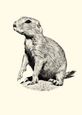 Prairie Dog Illustration