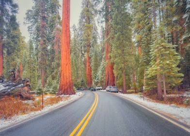 Sequoia Forest Road