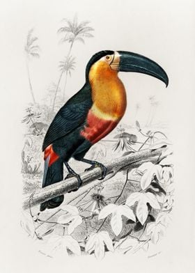 Toucan Illustration