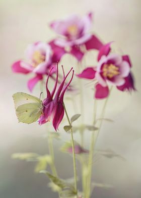 Butterfly on Flower