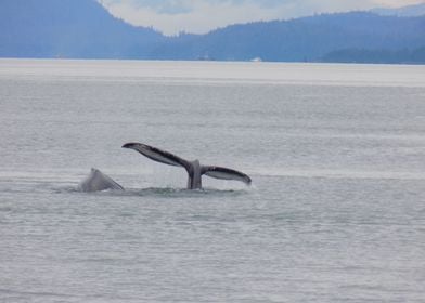 Whale And Calf Tail Splash