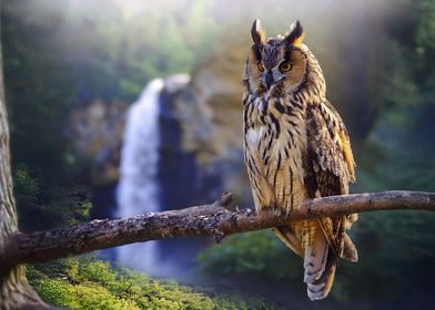 Owl on Branch with Waterfall