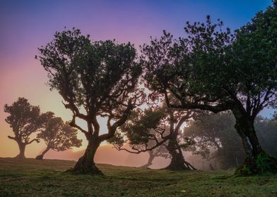 Silhouetted Trees at Dawn