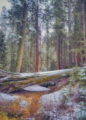 Snowy Forest Path