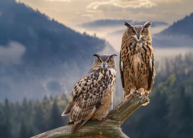 Two Owls on Branch