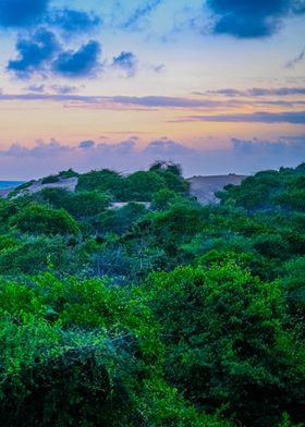 Sunset Over Lush Greenery