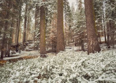 Snowy Forest Landscape